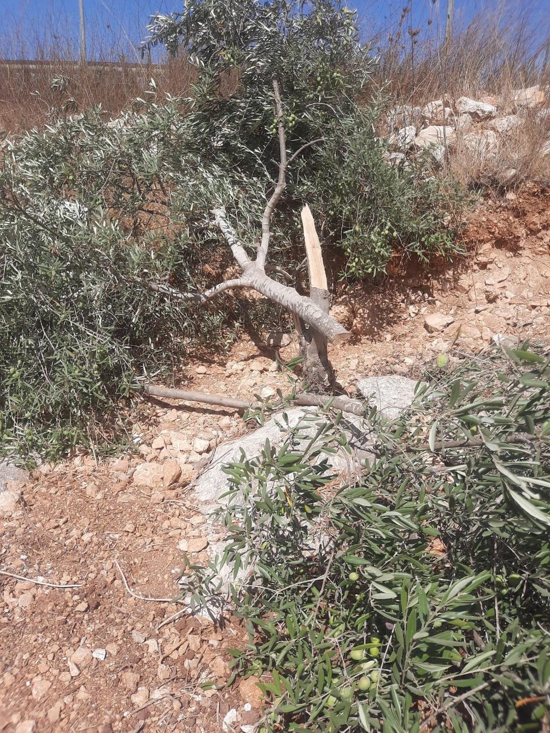 مستوطنون يقطعون أشجار زيتون غرب سلفيت